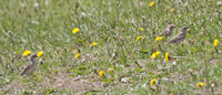 Clay colored Sparrows
